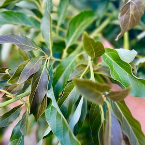 60 count Avocado leaves - Best Organic Freshly picked
