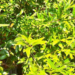 Best Quality Organic Pomegranate leaves - Fresh Leaves