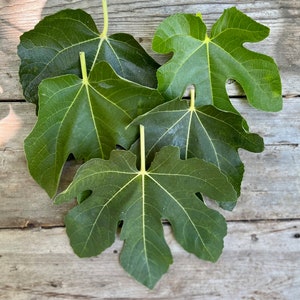 15 count Best Quality Organic Fig leaves Freshly picked 5, 10, 15 count
