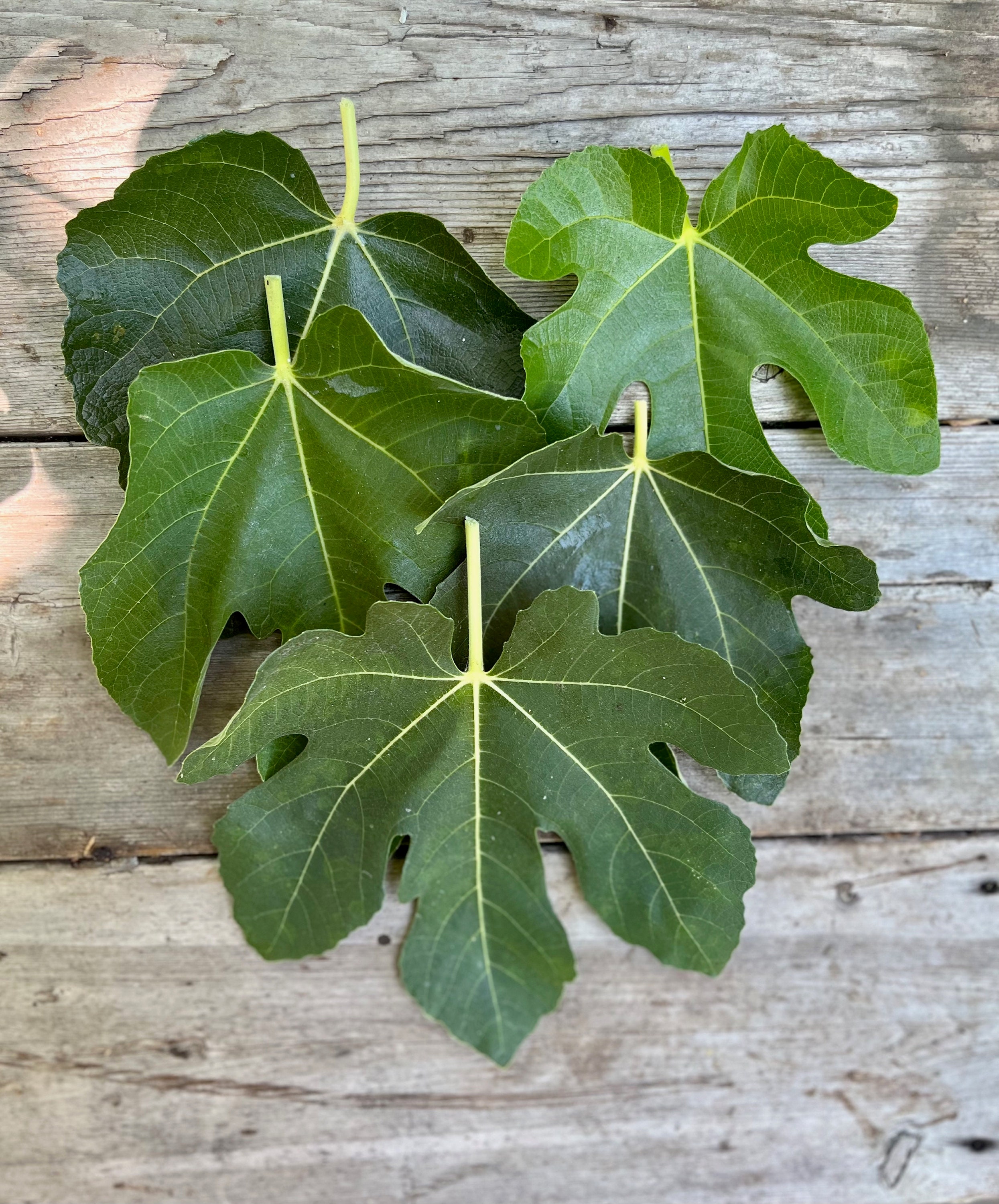 mission-fig-tree-leaves