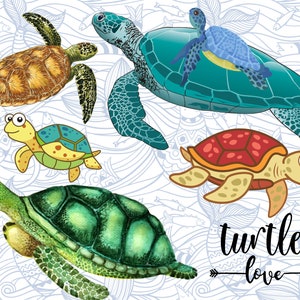 Turtle Postcard