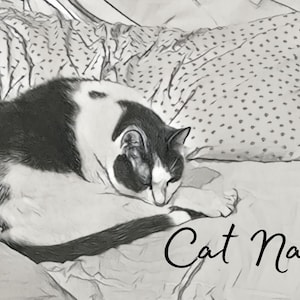 Cat Nap Carte postale