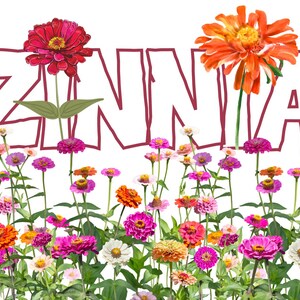 Zinnien sind das Leben Postkarte