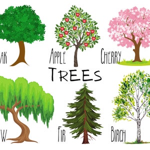 Tree Library Postcard