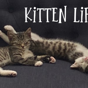 Carte postale de la vie de chaton