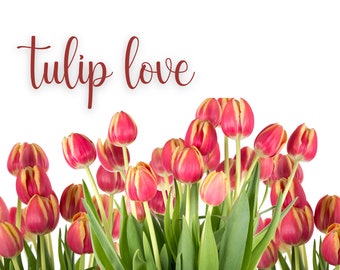 Tulip Love Postcard