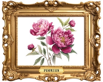 Peony Postcard