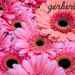 Gerbera Daisy Postkarte