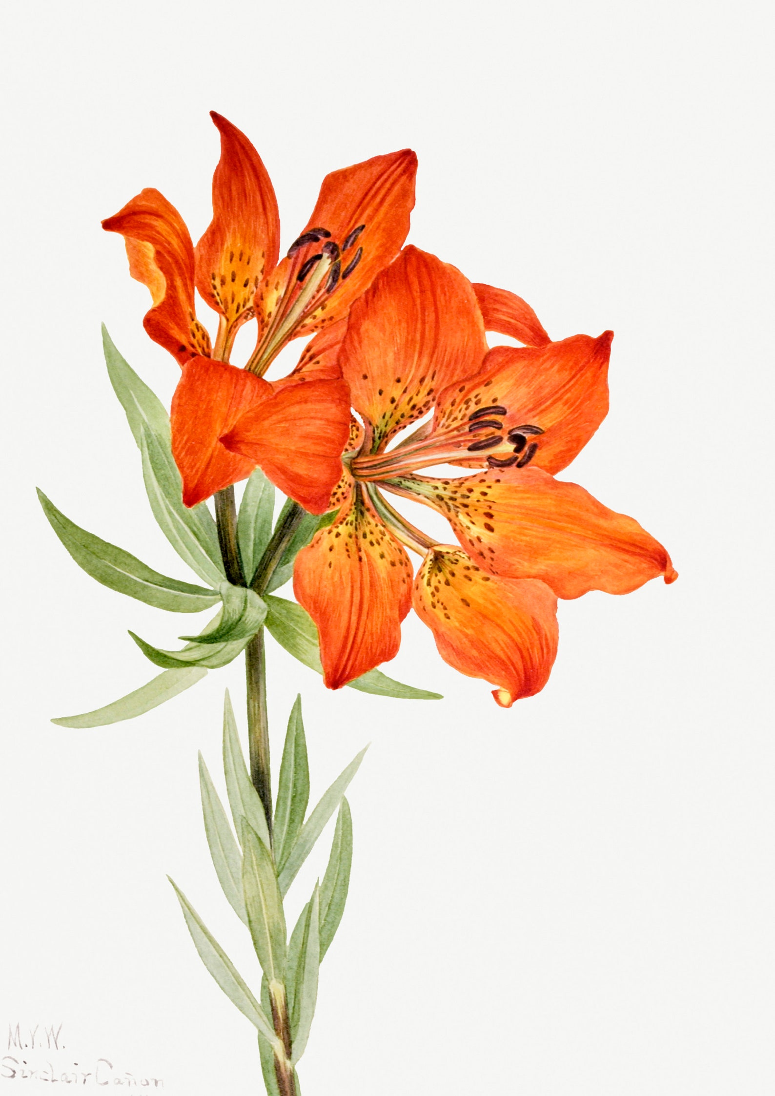 Lily Art Lily Flower Art Orange Lily Art Lily Art Print Etsy UK