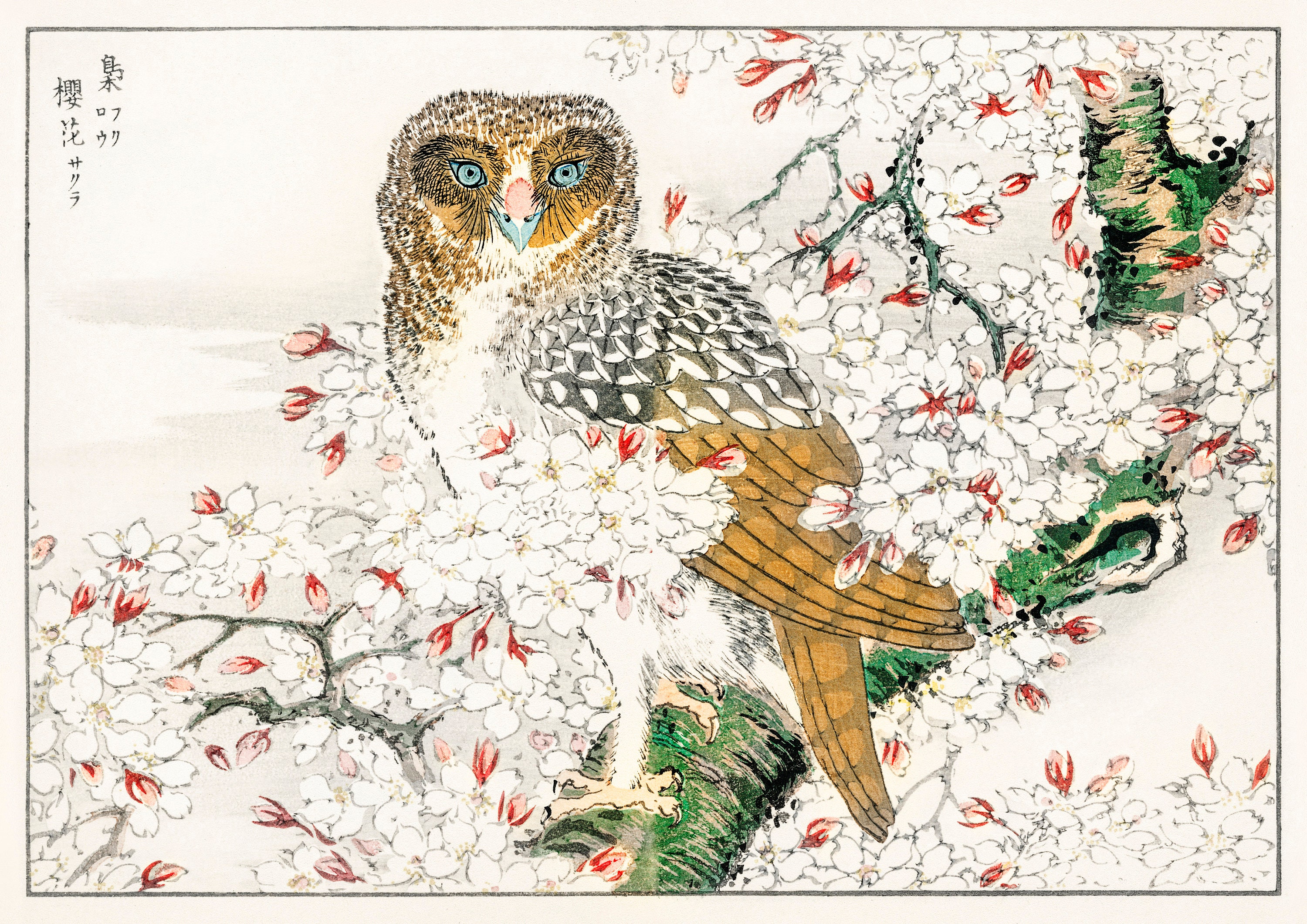 Japanese Owl Art Print Japanese Art Print Cherry Blossom | Etsy