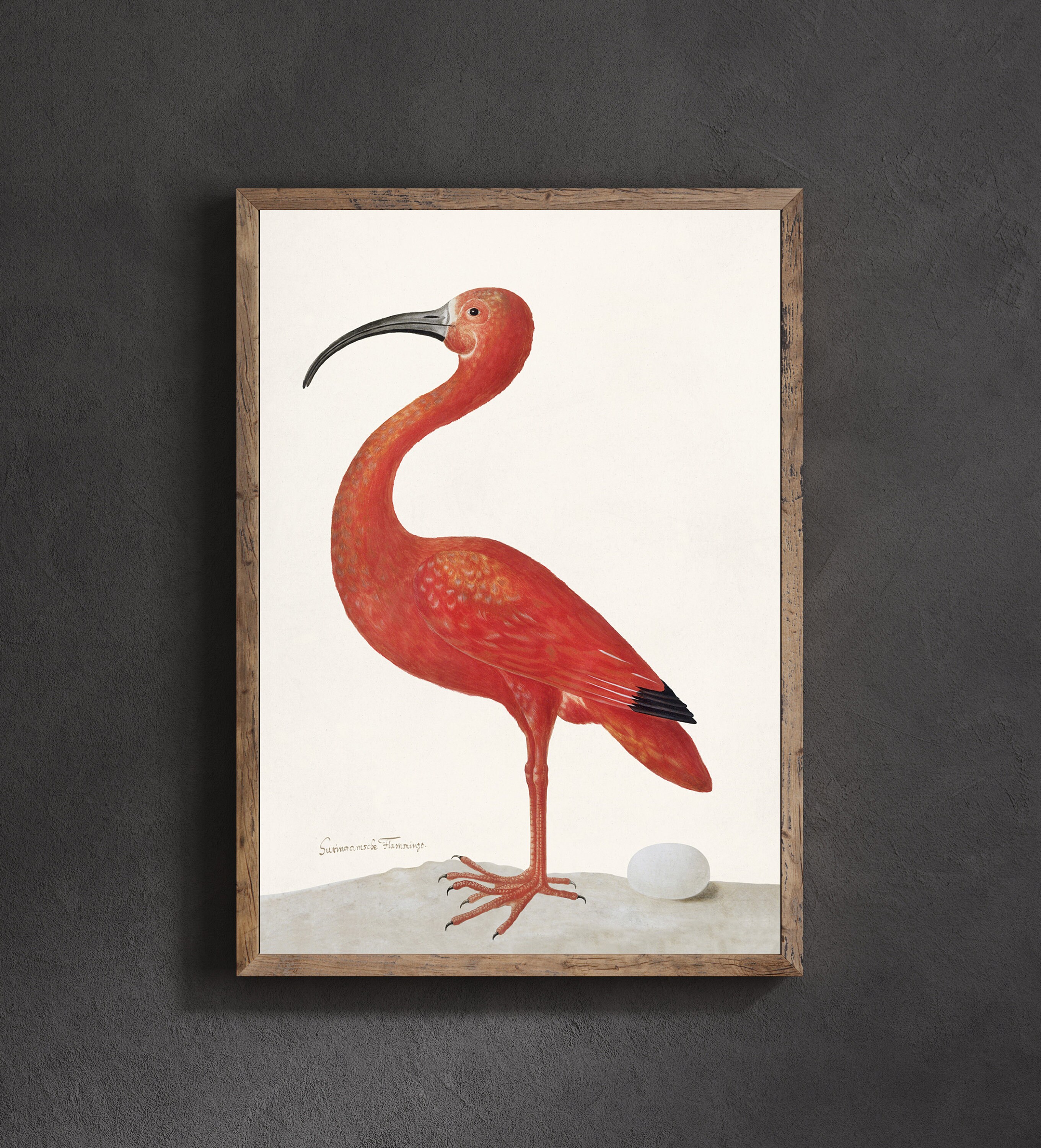 Scarlet Ibis Art Print Ibis Bird Wall Art Vintage Bird Art Etsy UK