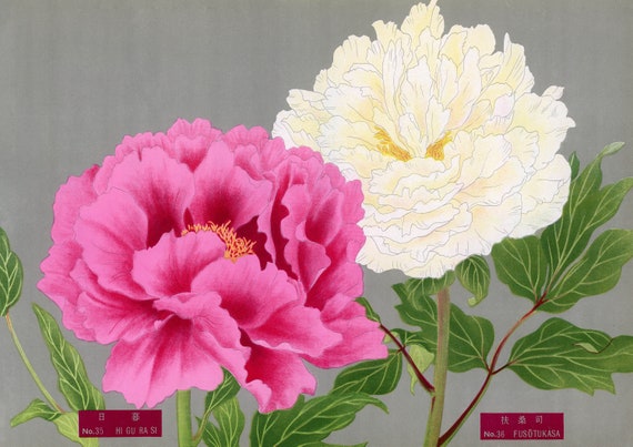 molding paste Archives - Peony and Parakeet