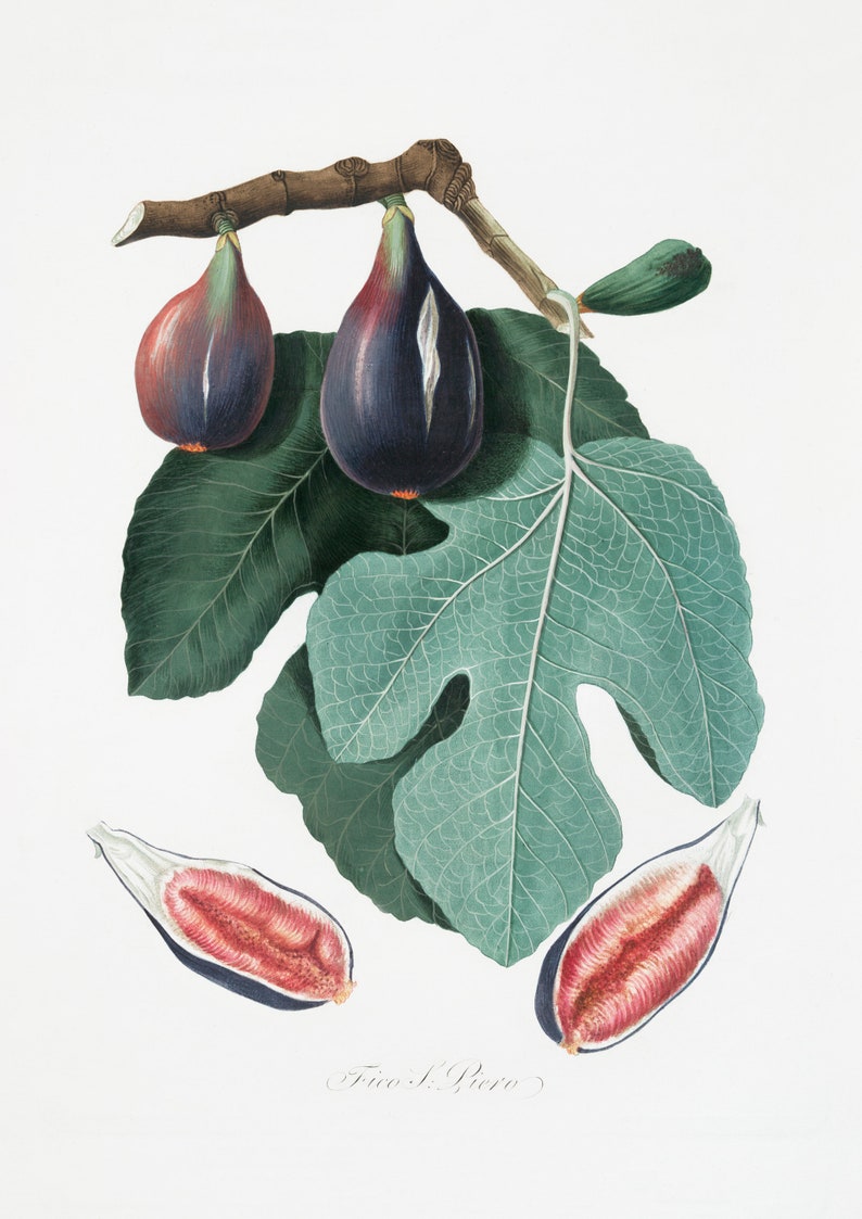 Fig Art Figs Art Fig Leaf Art Fig Art Print Fig Leaf Art Etsy UK