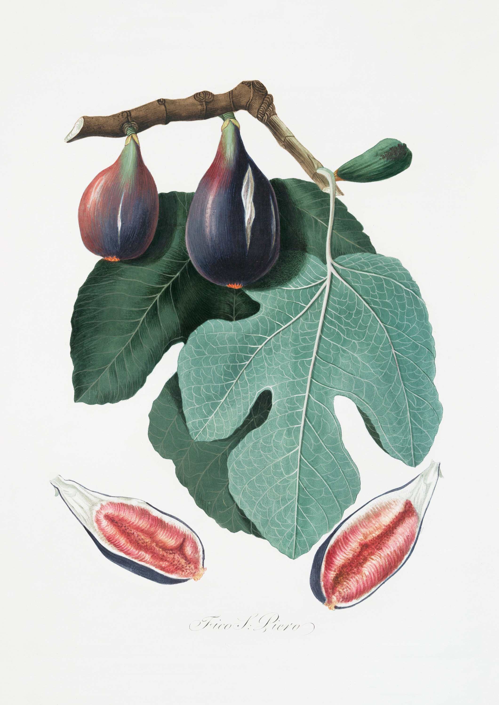 Fig Art Figs Art Fig Leaf Art Fig Art Print Fig Leaf Art Etsy UK