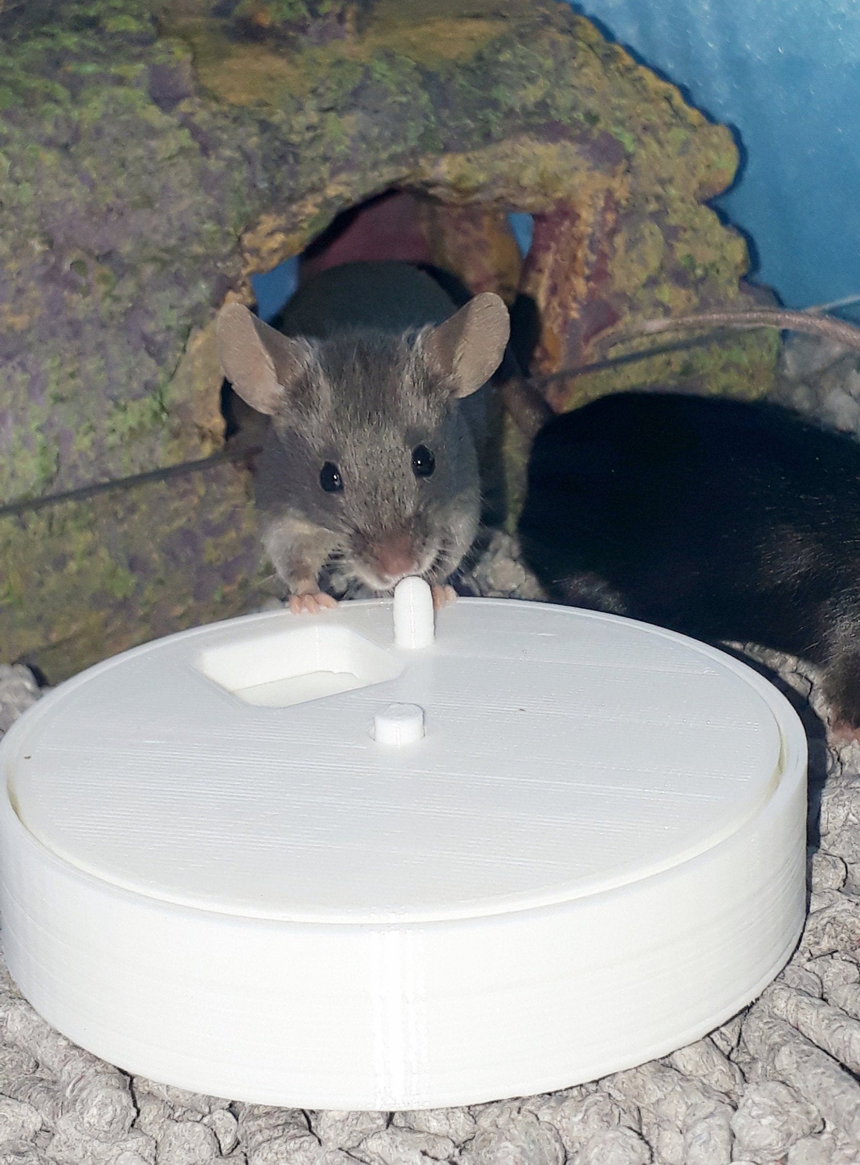 Mouse Toy Rotating Foraging Puzzle Etsy UK