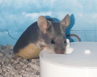 Mouse toy, rotating foraging puzzle