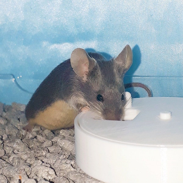 Mouse toy, rotating foraging puzzle