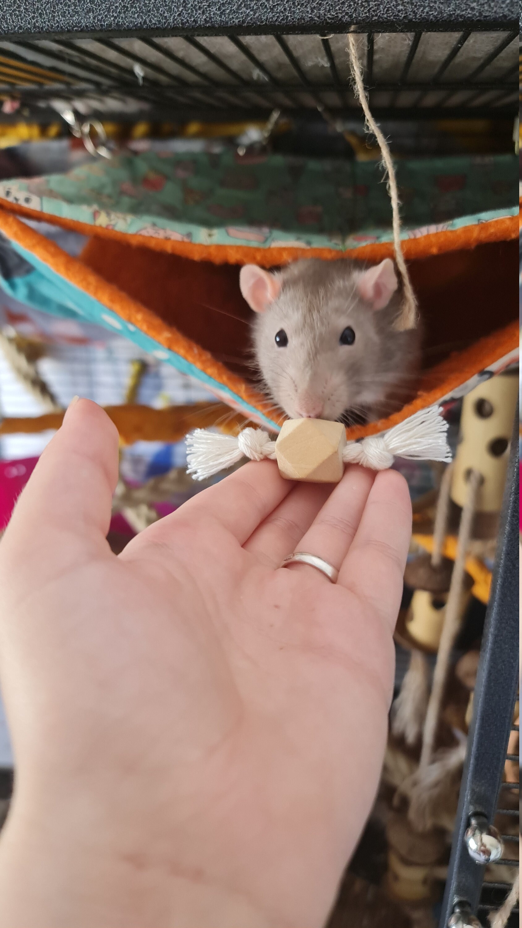 Rat Chew Toy Set Foraging Toy Chew Toys Etsy UK