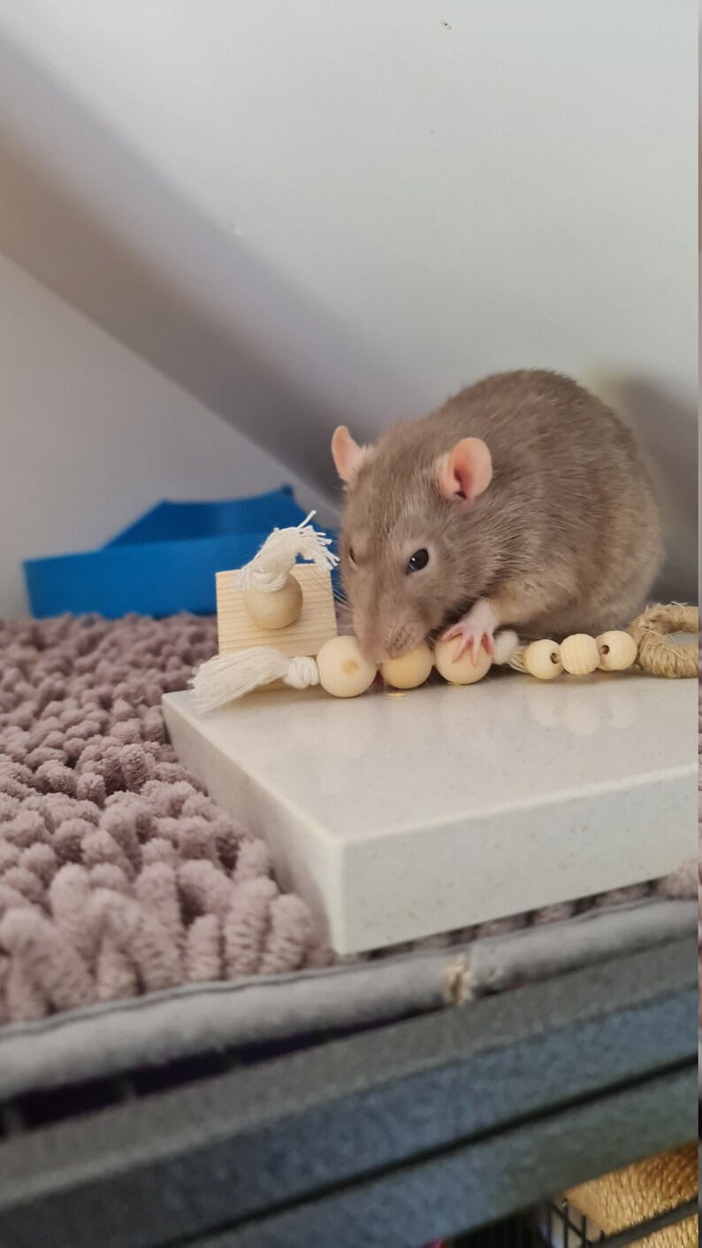 Diy Rat Chew Toys at Goldie Miller blog