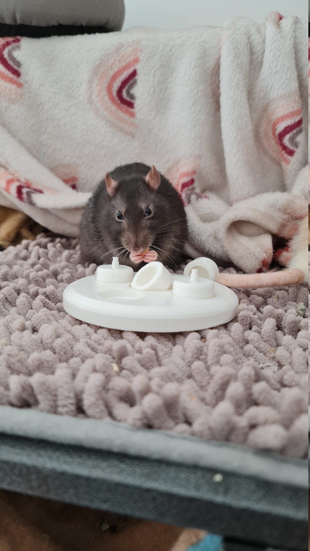 Rat Puzzle Cup Toy, Foraging Toy for Rats Etsy