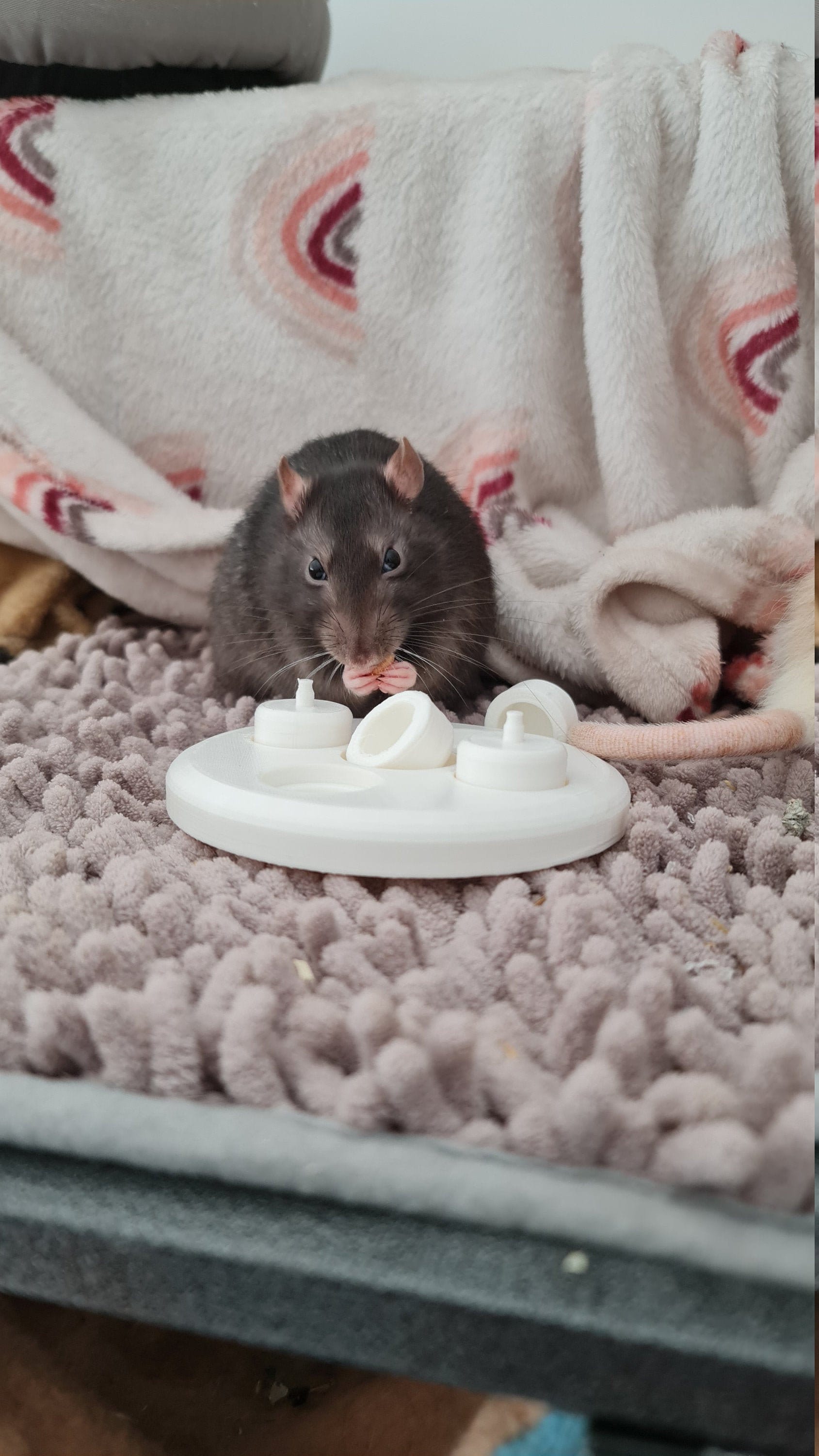 Rat Puzzle Cup Toy Foraging Toy for Rats Etsy UK
