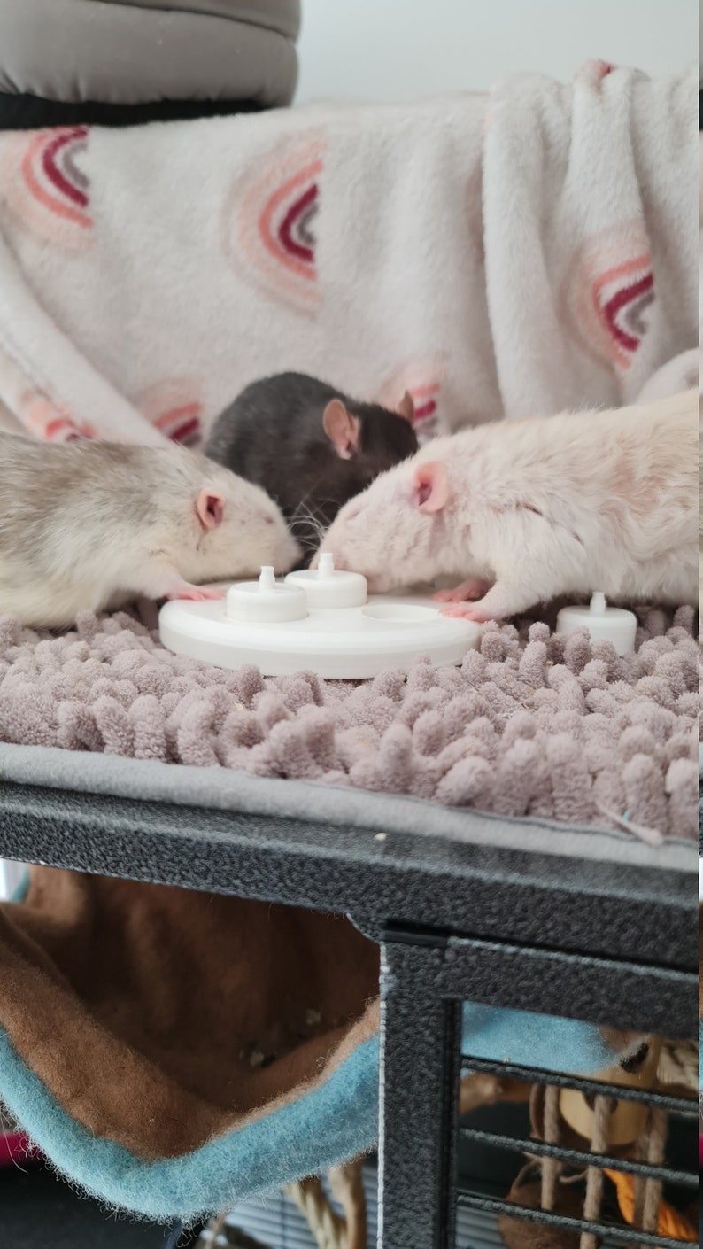 Rat Puzzle Cup Toy Foraging Toy for Rats Etsy