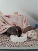 Rat toy, rotating foraging puzzle 