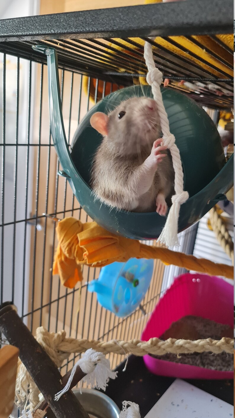 Rat Chew Toy Set Foraging Toy Chew Toys Etsy UK