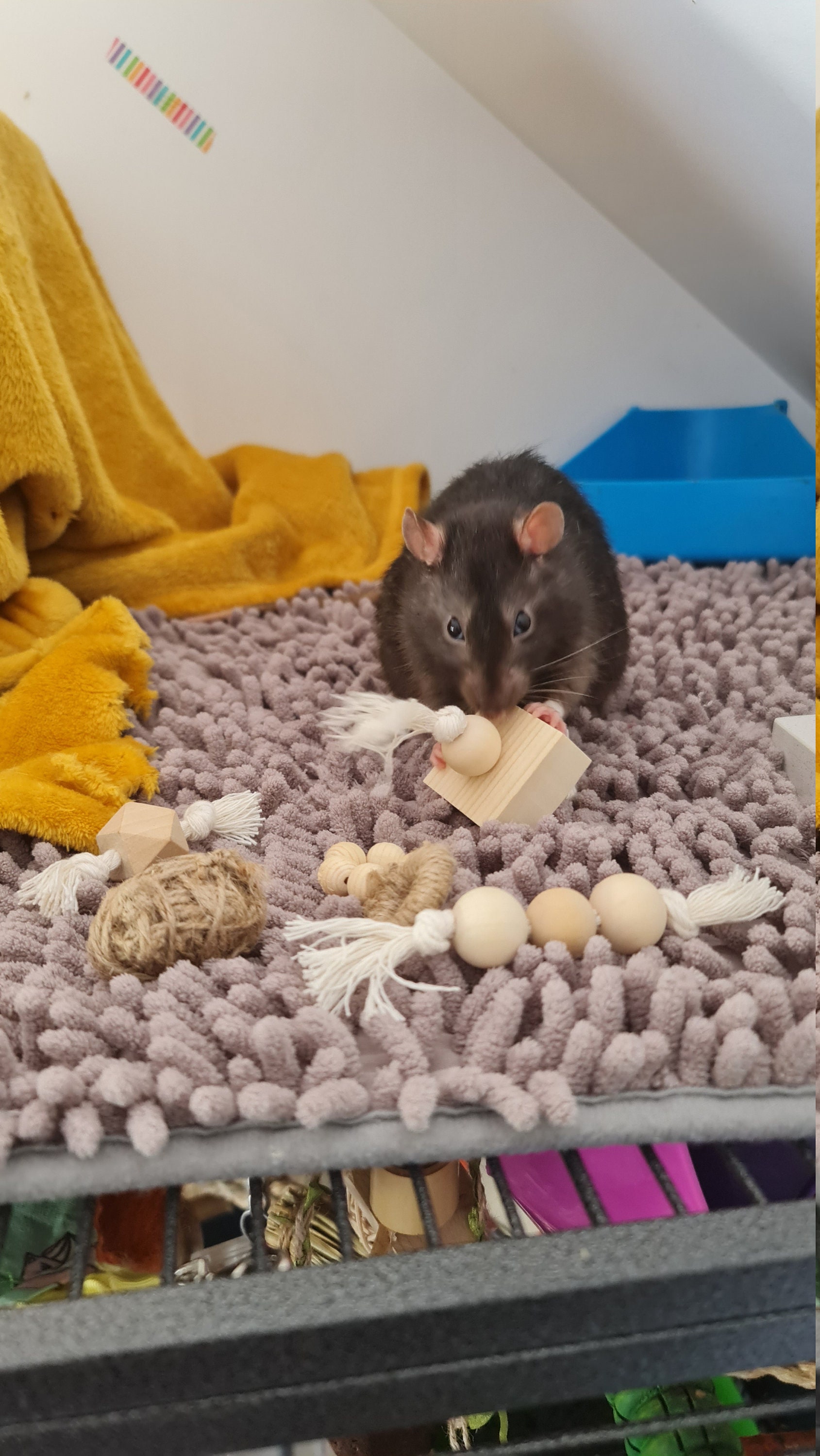 Rat chew toy set foraging toy chew toys Etsy