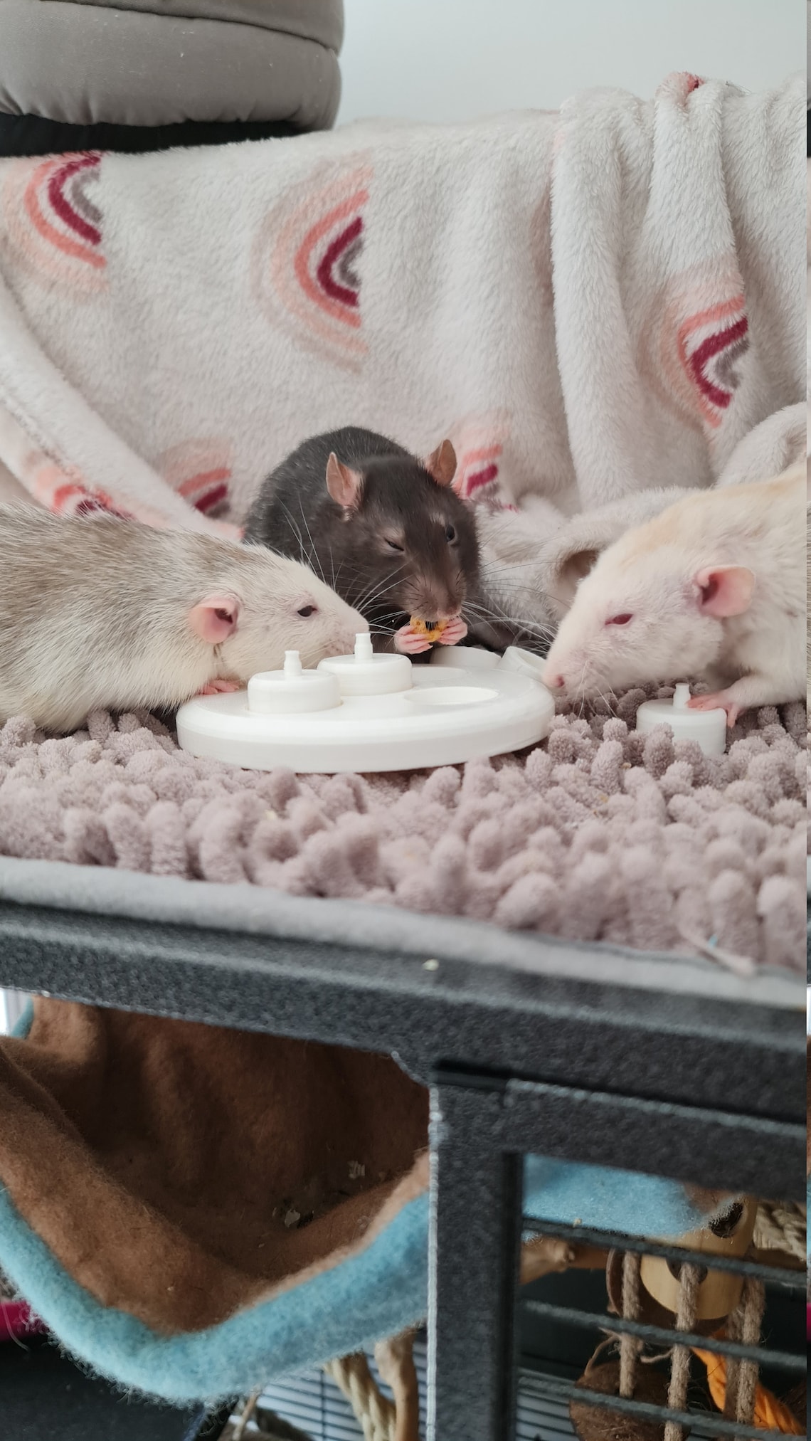 Rat puzzle cup toy foraging toy for rats Etsy