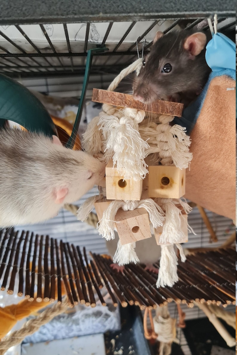 Rat Chew Toy Boredom Breaker Cubes Etsy Ireland
