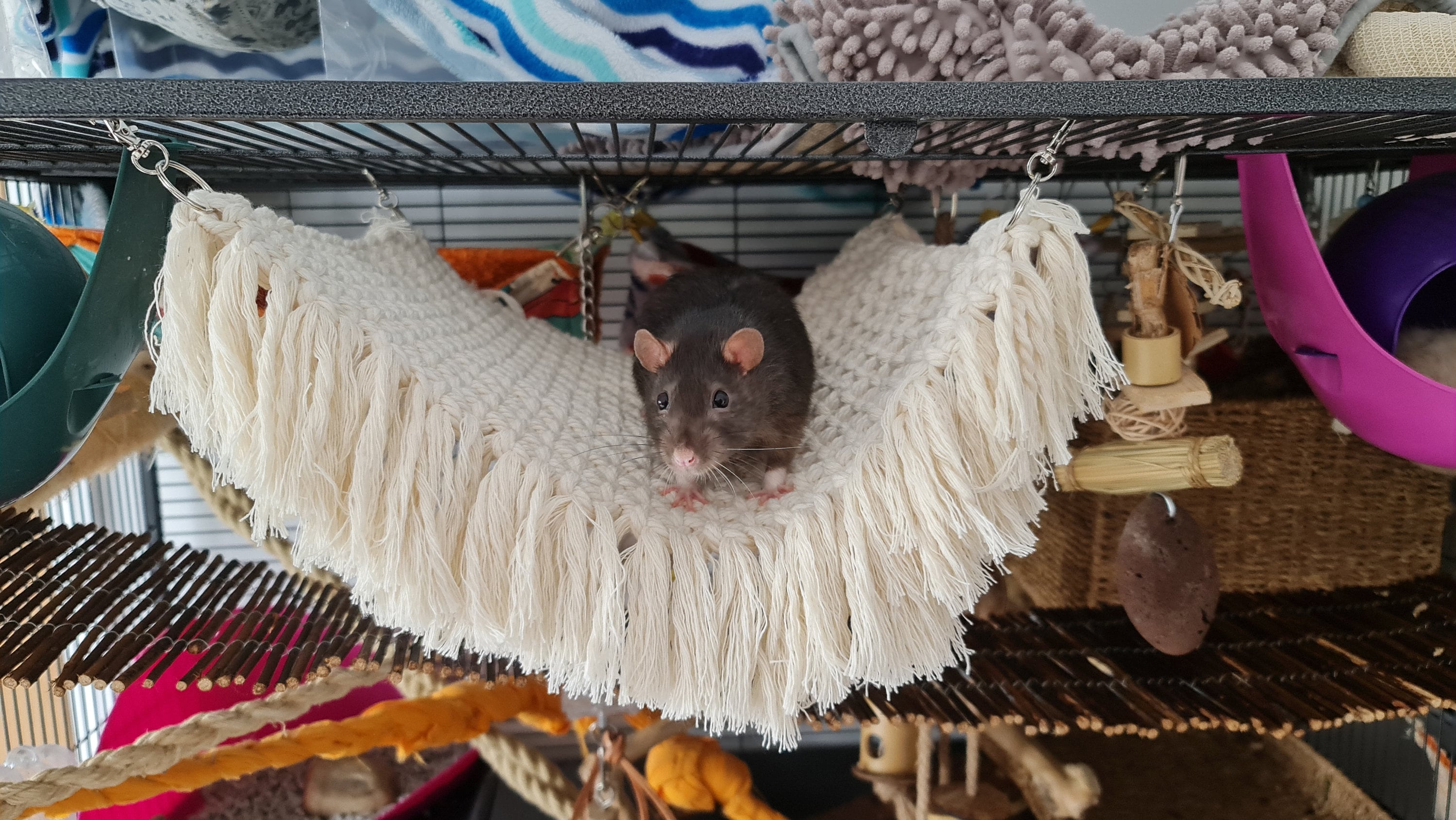 Rat Hammock Macrame Hammock Rat Hammock Set Etsy UK