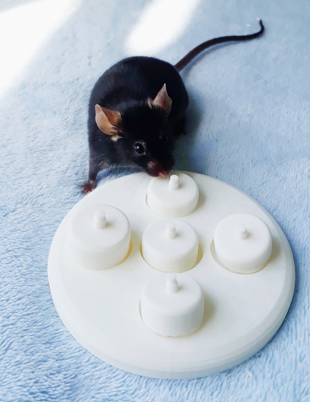 Mouse Puzzle Cup Toy, Foraging Toy for Mice Etsy UK