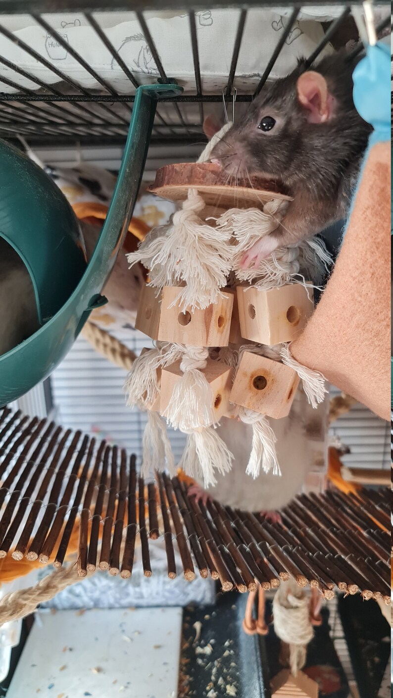 Rat Chew Toy Boredom Breaker Cubes Etsy Ireland