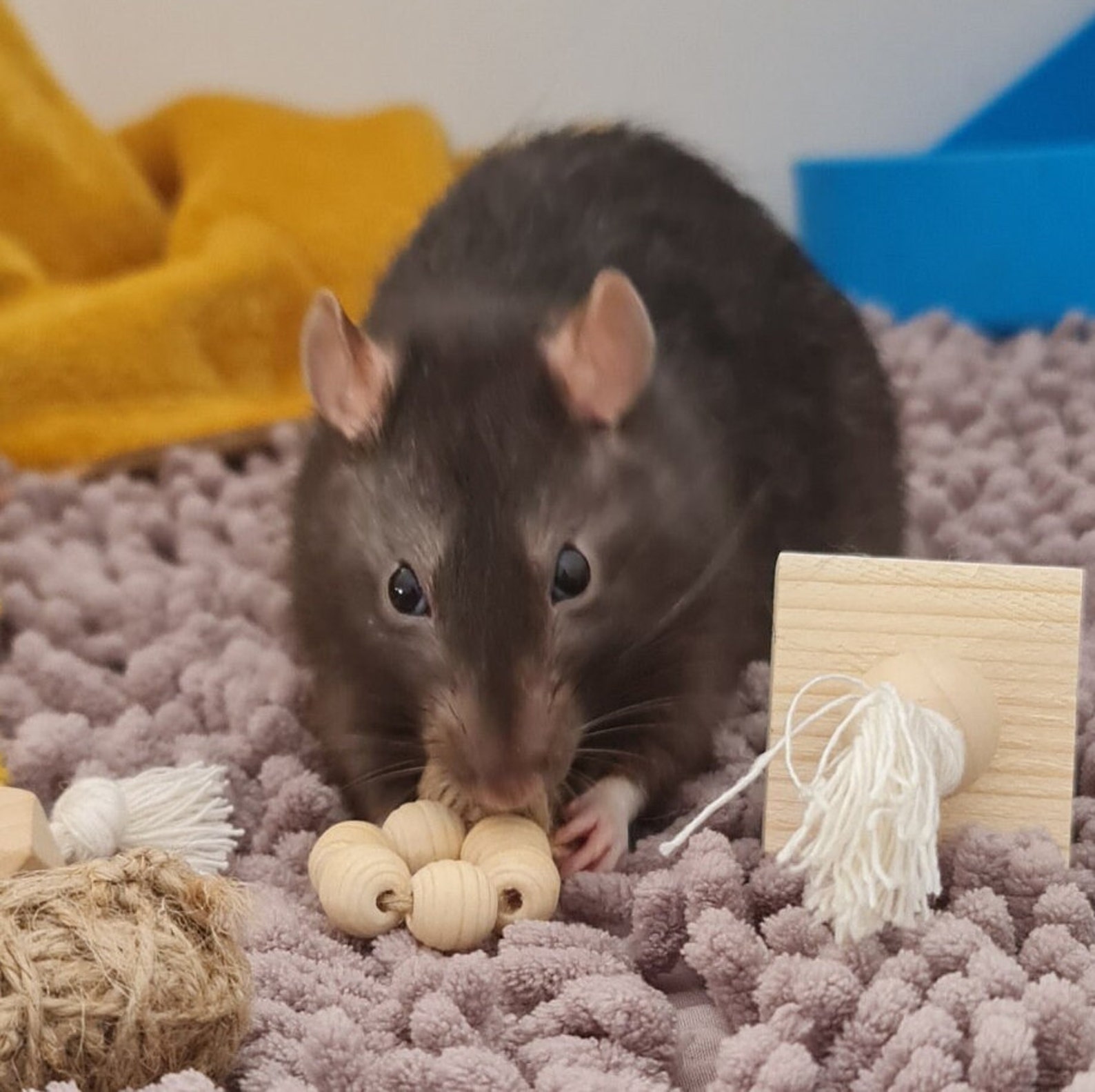 Rat chew toy set foraging toy chew toys Etsy