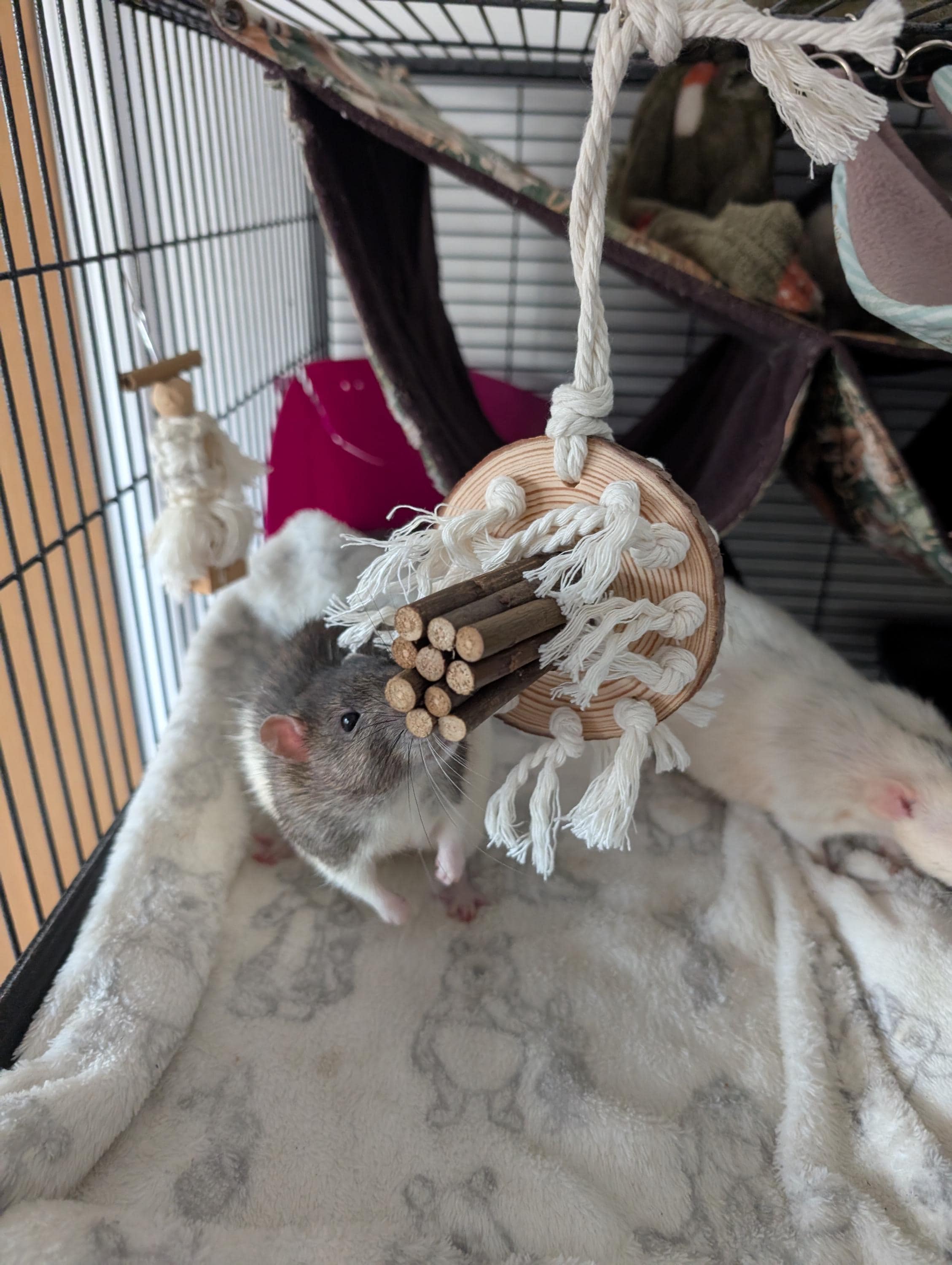ERKOON Chinchilla Treats, Chew Toys HYZ01 For Teeth For Rabbit Guinea Pig Gerbil Rat Dwarf Hamster Treats