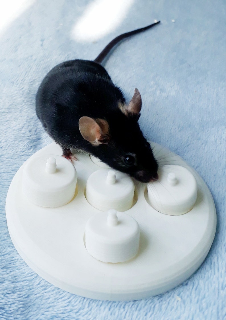 Mouse Puzzle Cup Toy Foraging Toy for Mice Etsy UK