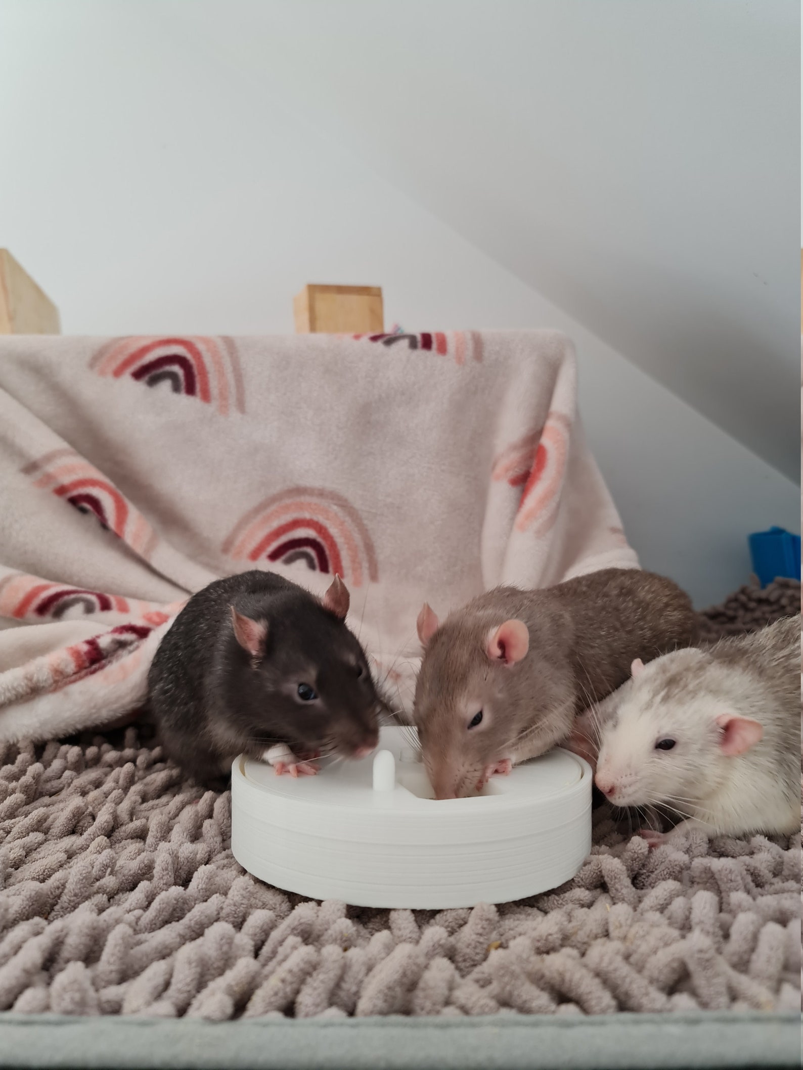 Rat Toy Rotating Foraging Puzzle Etsy Ireland