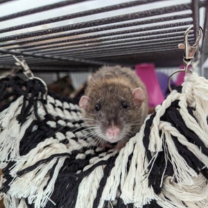 Rat hammock, macrame hammock