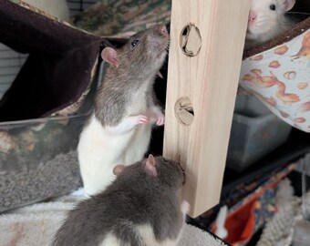 Beschäftigungsspielzeug Für Ratten – Futtersuchspielzeug Mit Langsamem Spender, Intelligenzfördernd