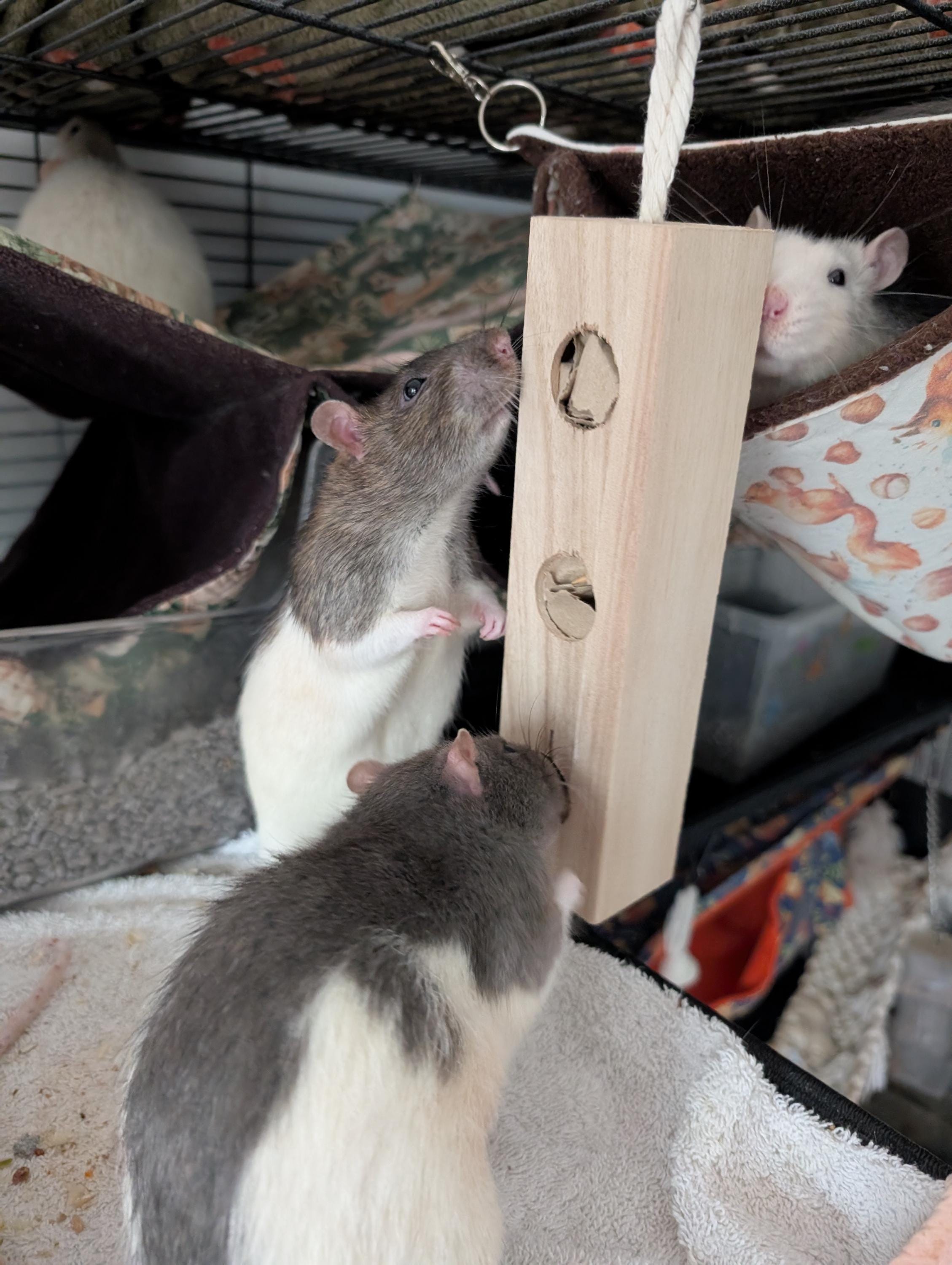 Rat Rescue Pet Rats Near Me Rat Rescue Australia