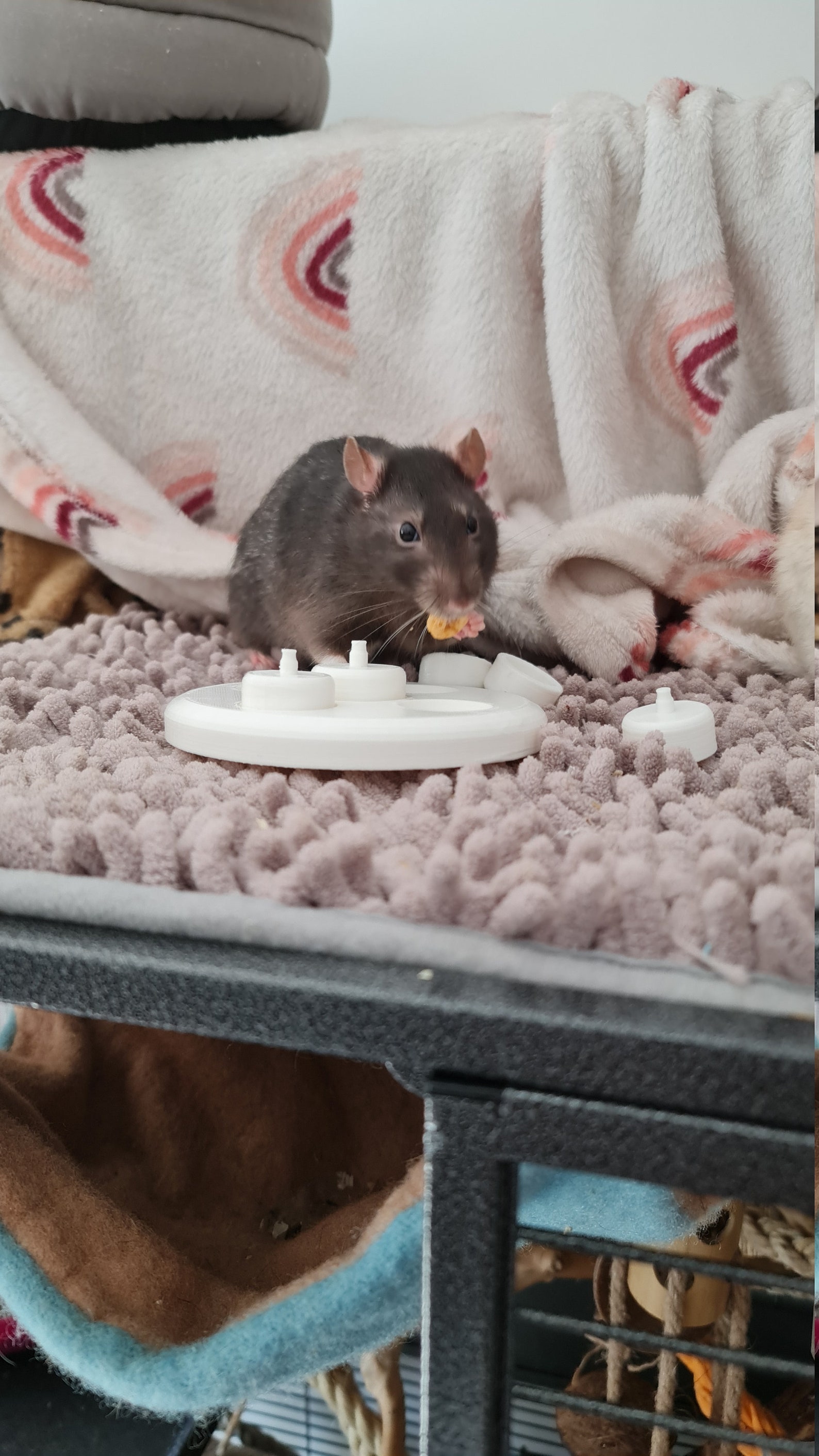 10 Best Toys Accessories For Pet Rats And Mice