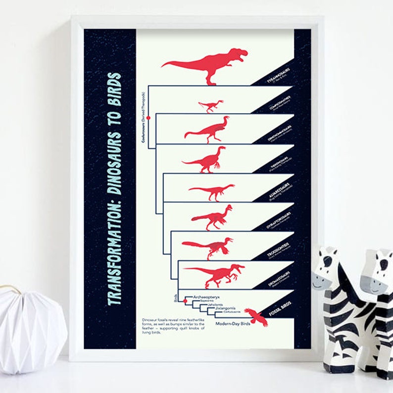 Waterproof /& Tear-Resistant Dinosaurs to Birds Evolution Poster Wall Decor