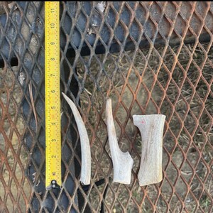 Medium Dog Antler Chews