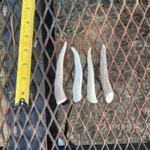 Small Dog Antler Chews