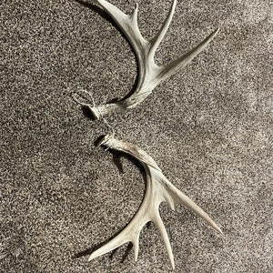 Webbed Whitetail Deadhead