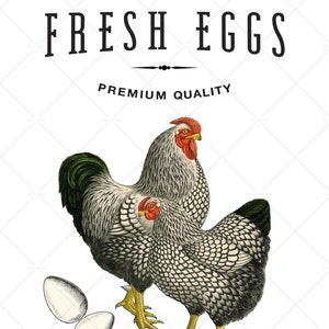 Fresh Eggs Digital File, Hen Chick and Egg, Ferme, Clipart, PNG, Sublimation Design