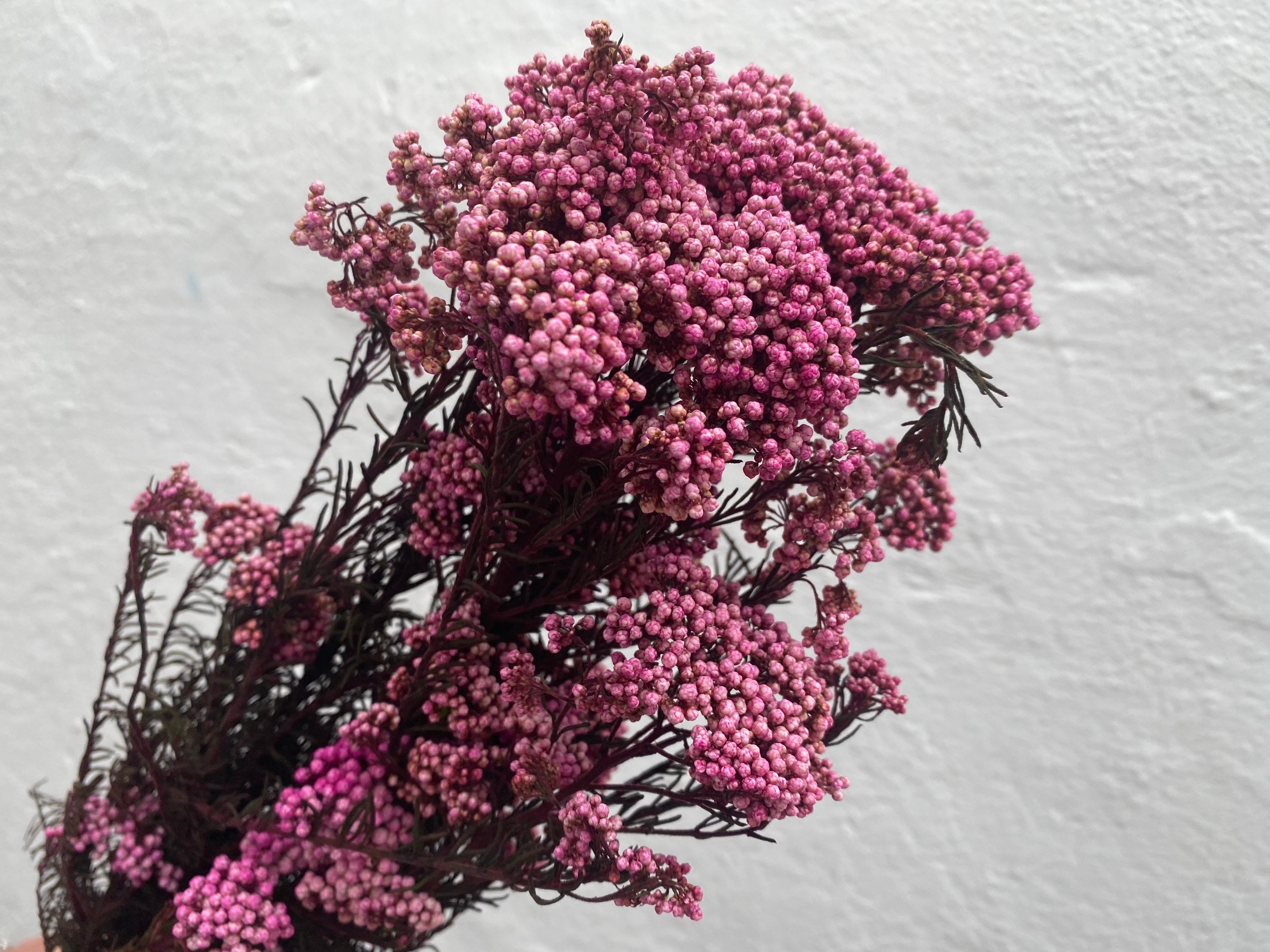 Preserved Flower Ricer Flower. Long lasting natural rice Etsy