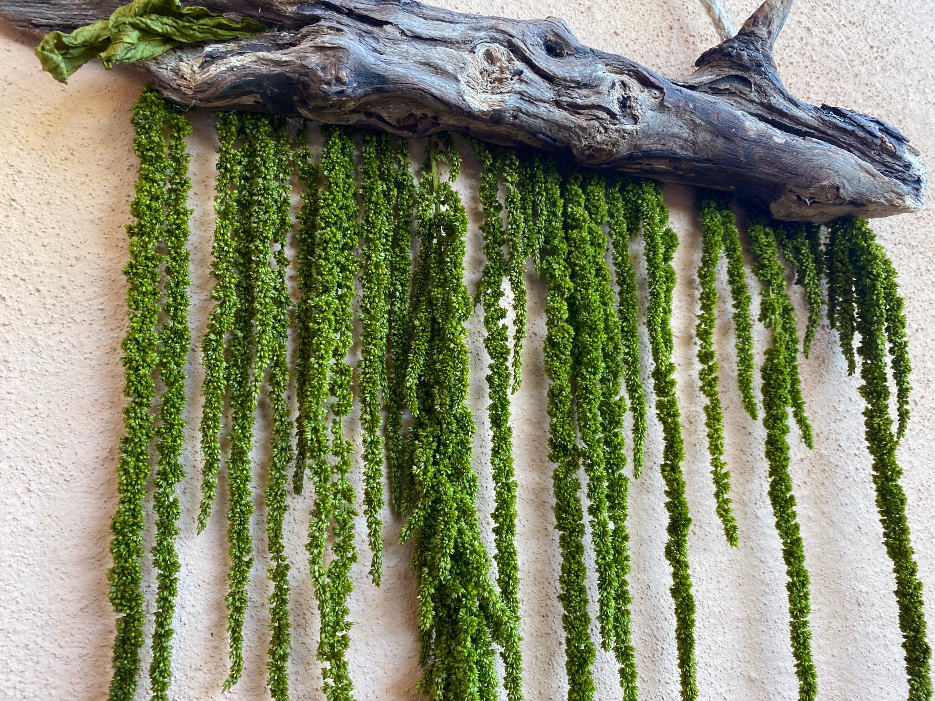 Konserviertes Hängendes Amaranthus mit natürlichem Treibholz | Etsy
