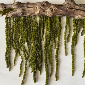 Konserviertes Hängendes Amaranthus mit natürlichem Treibholz | Etsy